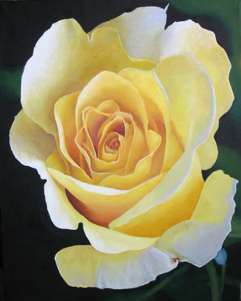 Yellow Rose